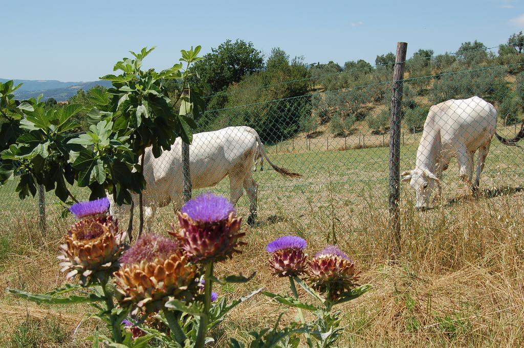Agriturismo Casale Dei Frontini San Terenziano Buitenkant foto